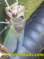 /home//u458753944/public_html/sourcegallery//////////Insects and small critters/aphids cicadas lanternflies and true bugs (Hemiptera)/P1140002.JPG